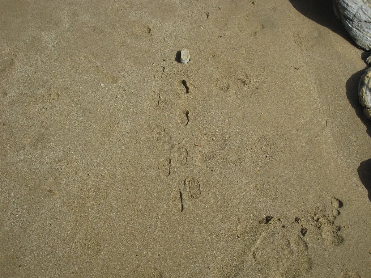 Golden sandy beach on Paros with clear shallow water for swimming